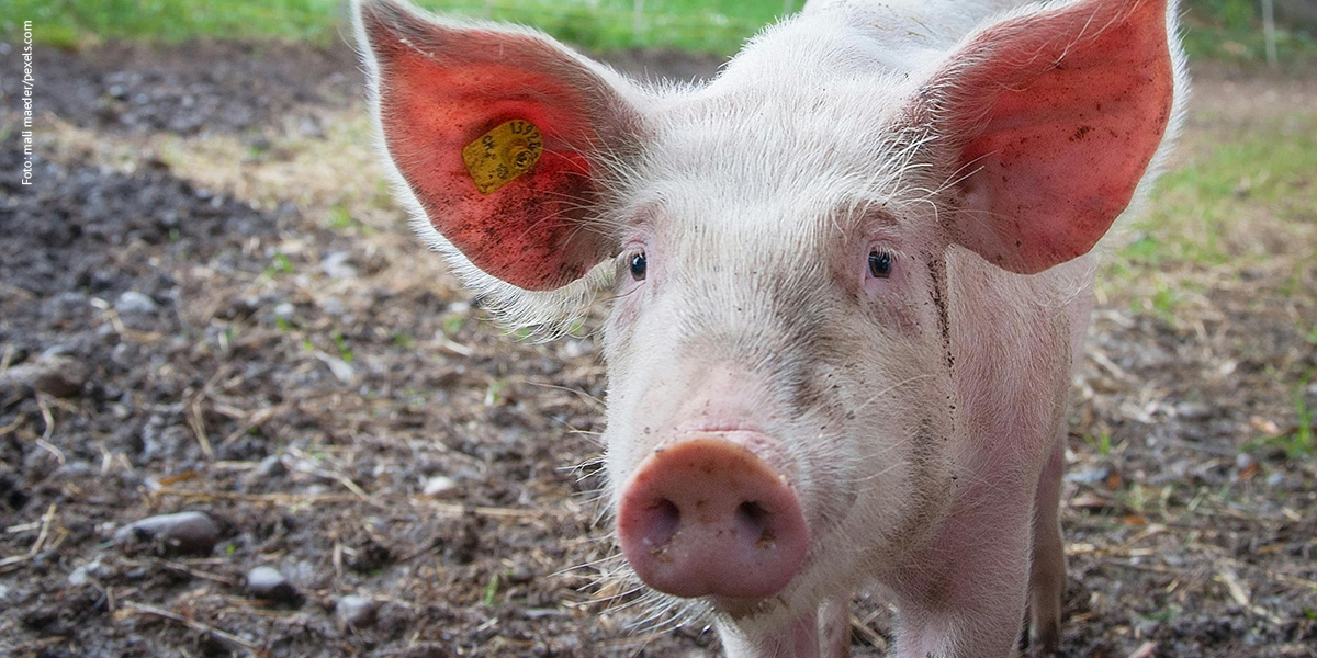 KI generiert: Das Bild zeigt ein junges Schwein mit großen, aufmerksamen Ohren auf einer erdigen Fläche. Es trägt eine gelbe Ohrmarke und blickt neugierig in die Kamera.