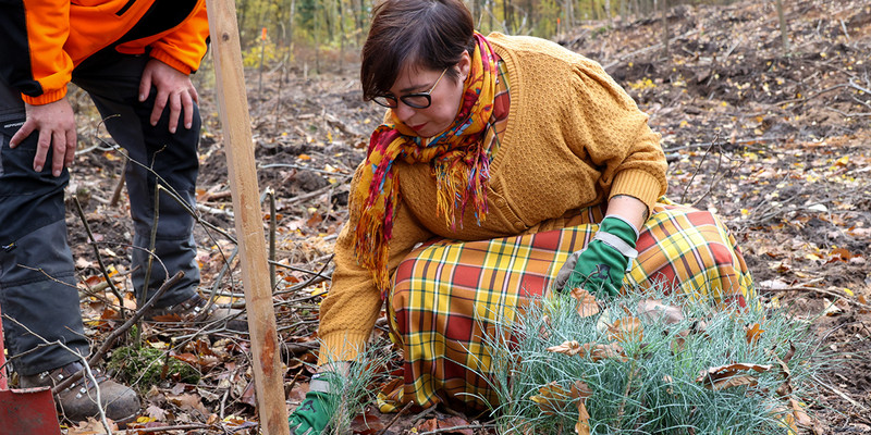 KI generiert: Das Bild zeigt eine Person, die in einem Waldgebiet Pflanzen in den Boden setzt. Der Hauptinhalt ist das Pflanzen von Bäumen oder Sträuchern als Teil einer Umwelt- oder Naturschutzaktion.
