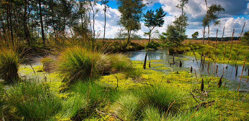 KI generiert: Das Bild zeigt eine malerische Moorlandschaft mit dichtem, grünem Bewuchs und einem kleinen Wasserlauf. Im Hintergrund sind Bäume und ein blauer Himmel mit Wolken zu sehen.