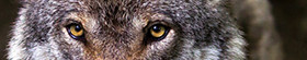 Ein Wolf steht im Wald. 