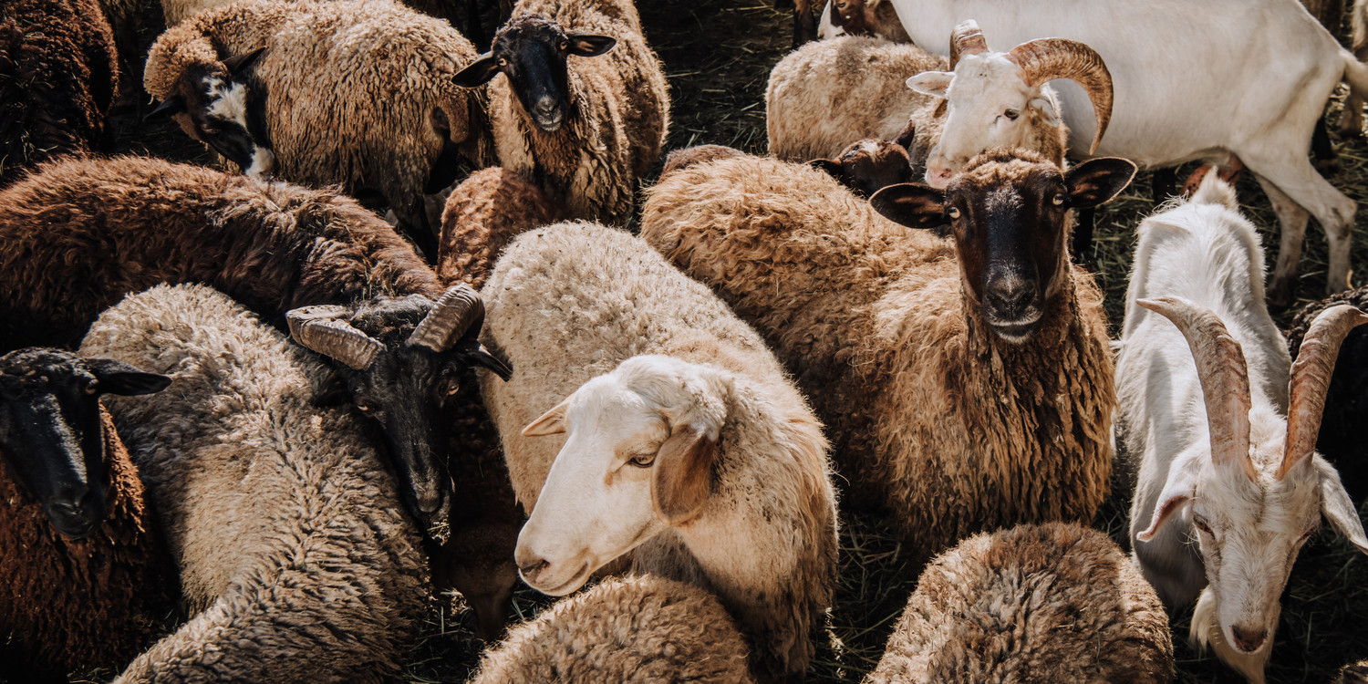 KI generiert: Das Bild zeigt eine Herde von Schafen und Ziegen, die eng beieinander stehen. Die Tiere haben unterschiedliche Fellfarben und Texturen.