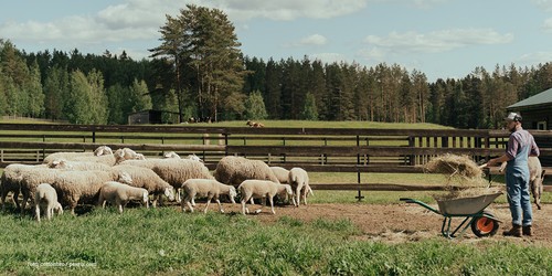 Landwirt lädt Stroh auf eine Schubkarre während Schafe auf der Weide grasen.